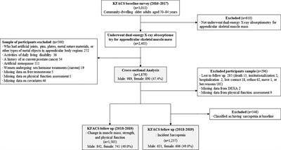 Sex-Specific Differences in the Effect of Free Testosterone on Sarcopenia Components in Older Adults